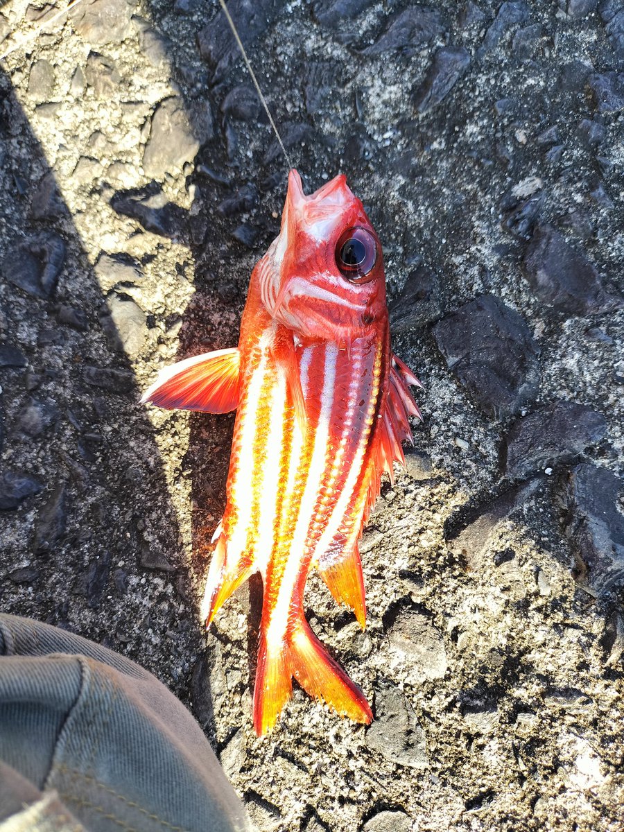 bun16233's tweet photo. ご飯釣りに来たけど、検索できないし知らない魚ばっかりで、結局逃がして何も残らなかった… https://t.co/YsL14m4OCu