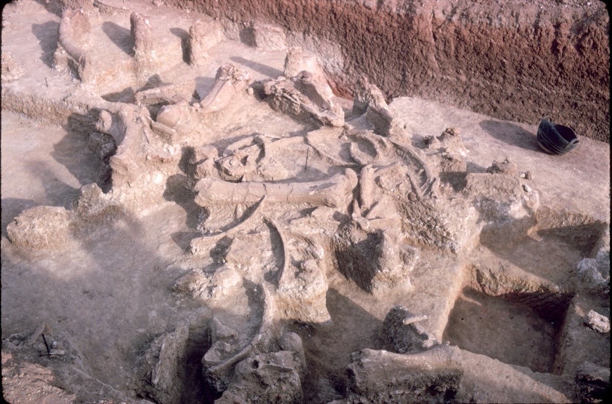 robertosaezm's tweet photo. La revisión de más de 4000 registros de las excavaciones de los años sesenta revela que los procesos geológicos desempeñaron un papel clave en la formación del yacimiento soriano y cuestiona interpretaciones históricas sobre la actividad humana en el sitio https://t.co/qbWr8L5tJX https://t.co/Gn3BAbiSch