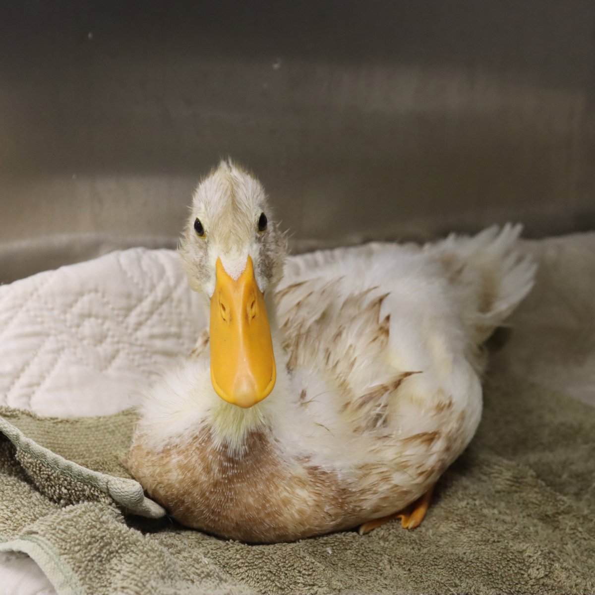 HoustonSPCA's tweet photo. 🦆💙 Sometimes all an animal needs is a safe place to land.

This duck recently came into our care and is now receiving the support needed to heal. Your gift helps provide lifesaving care for animals just like this one. Donate today: https://t.co/6fg6wYBm7c https://t.co/PbPA6ZV361