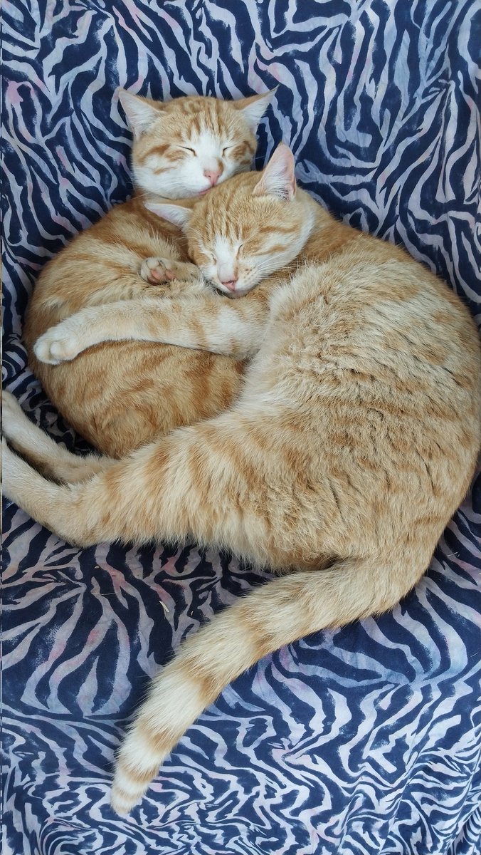 serhatadr64's tweet photo. Kedi=1 ben=0 https://t.co/Cr4TApcMDN