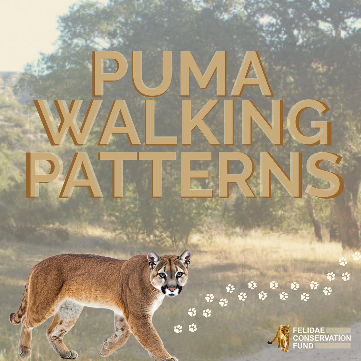 FelidaeFund's tweet photo. What do you know about puma walking patterns? Pumas have different types of ‘walks’, based on how their front or back paws hit the ground when they move. 
Sightings map: https://t.co/xyB1RmE1ZU
#puma #mountainlion #animalbehavior #bayarea #wildlife https://t.co/Ae8FAexya0