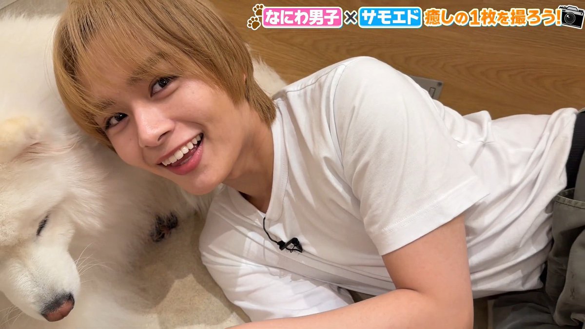 o_ryuse87's tweet photo. いちばんかわいいよ😭😭ちょーかわいい
大西流星×サモエドは世界救うㅠ ̫ㅠ♡
 #大西流星 https://t.co/9HUyIlRDID