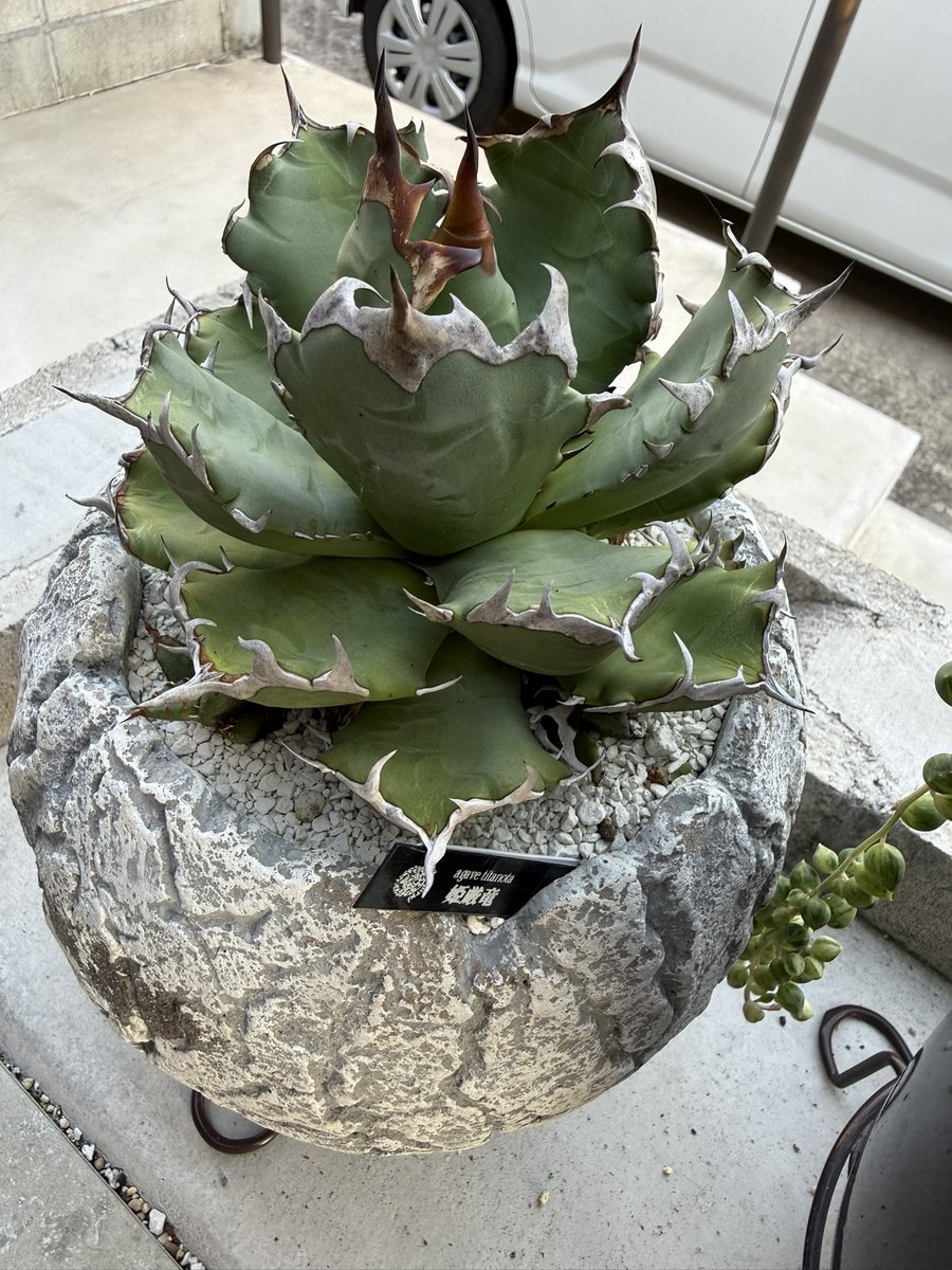 tukigami_'s tweet photo. お気に入りの一つ
#姫減竜

#PlantLover #PlantLife #IndoorPlants #Gardening #식집사 #観葉植物 #植物 #お花 #植物好き #植物のある暮らし #Plants #식물 #पौधे #アガベ https://t.co/IogJDNQpJC