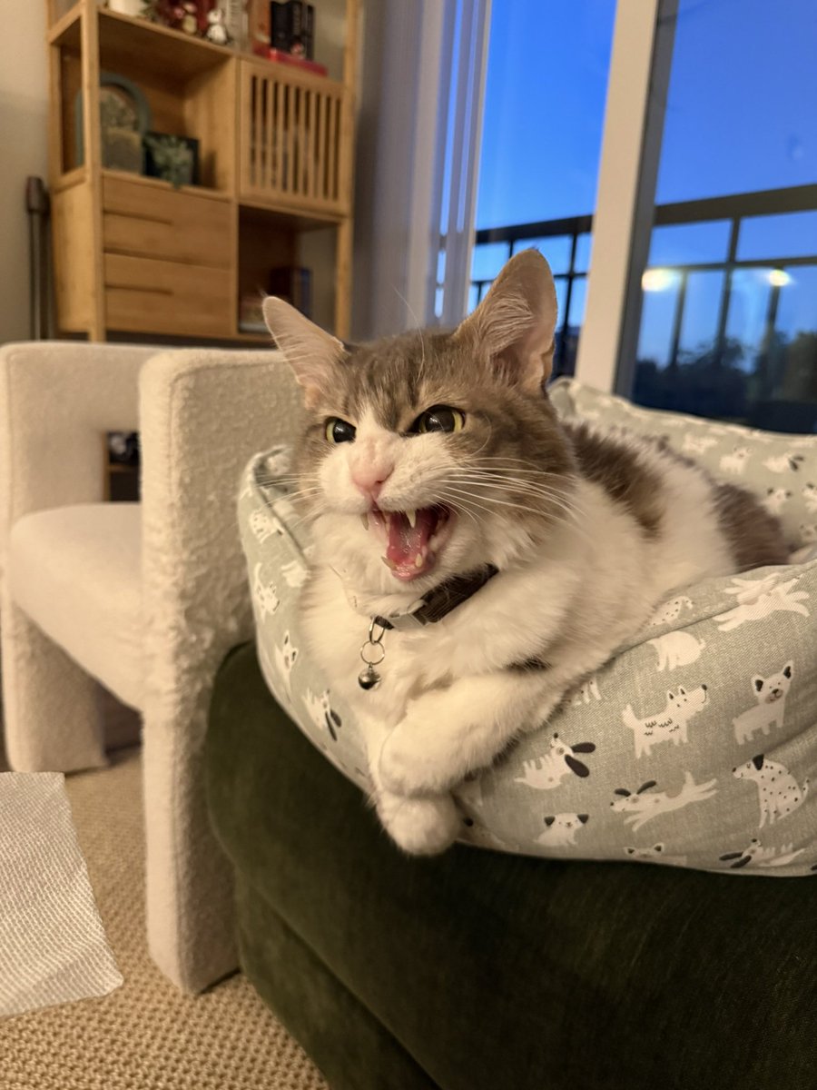 miskinthesisko's tweet photo. bemde küçük köpke siniri varnış öle dediler https://t.co/tlyH1TrJWg