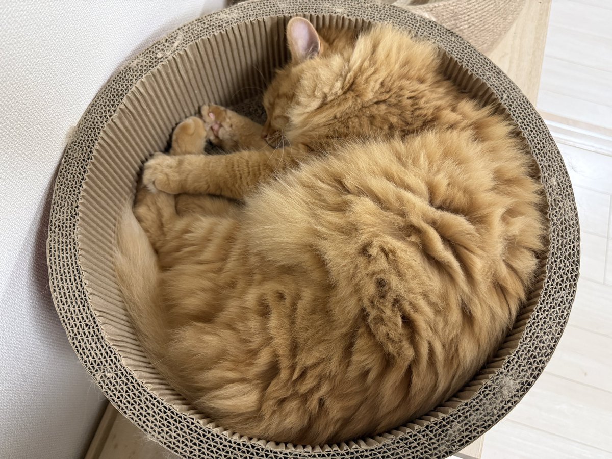 redchyang's tweet photo. おやすみなさい、また明日🐾
 #猫のいる暮らし https://t.co/bhAiCVDBp2