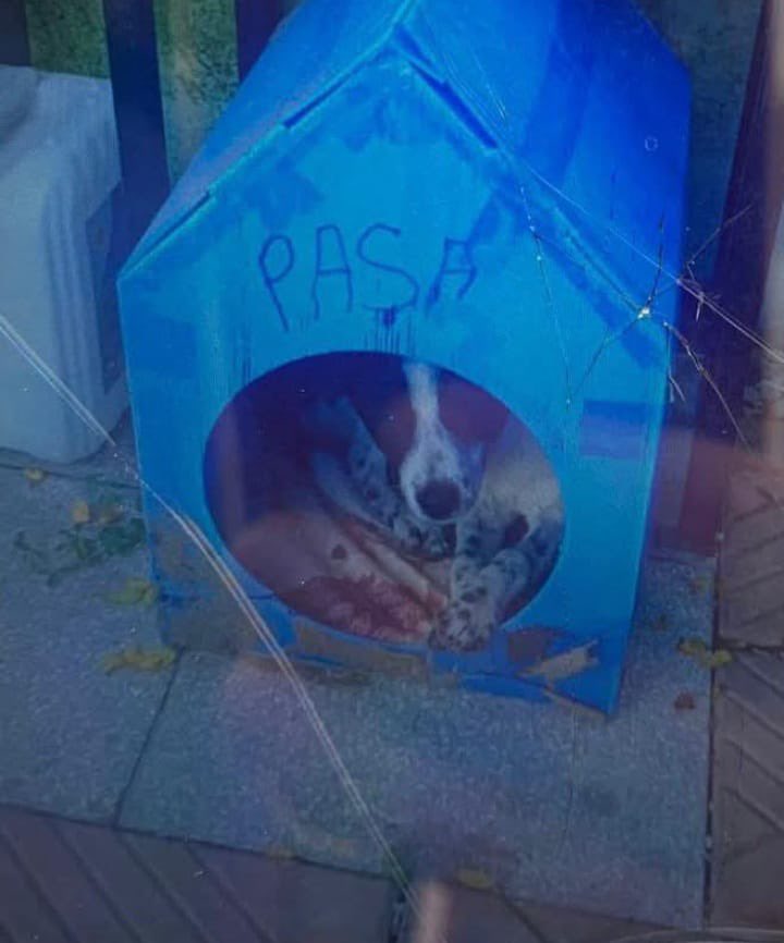 haydarozkan06's tweet photo. Manisa Yunusemre Keçiliköy’de, ocak ayında çocuğu ve mahalle sakinlerinin gözü önünde “Paşa” isimli yavru köpeği darbederek öldürdüğü iddiasıyla yargılanan E.K.’nin duruşması yarın görülecek.

Paşa bugün kendi sesiyle adalet isteyemiyor…

Paşa’nın yaşam hakkı için ve hayvana yönelik şiddetin cezasız kalmaması için yarın bizler onun sesi olmalıyız.

📍 Manisa Adliye Sarayı
🗓️ 09 Temmuz 2026 Perşembe
🕘 09.05

#PaşaİçinAdalet