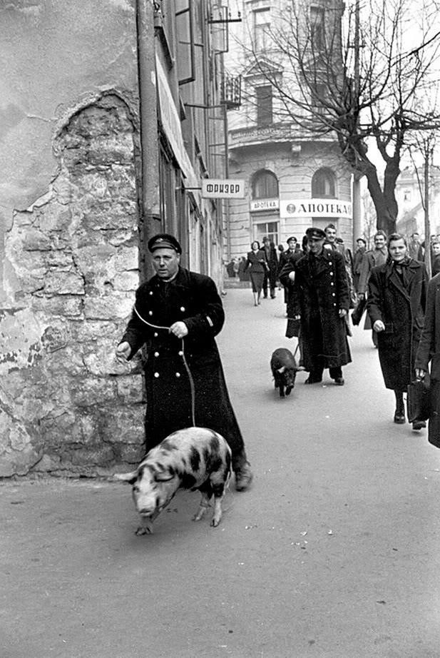 Yugoslavian Visuals tweet media