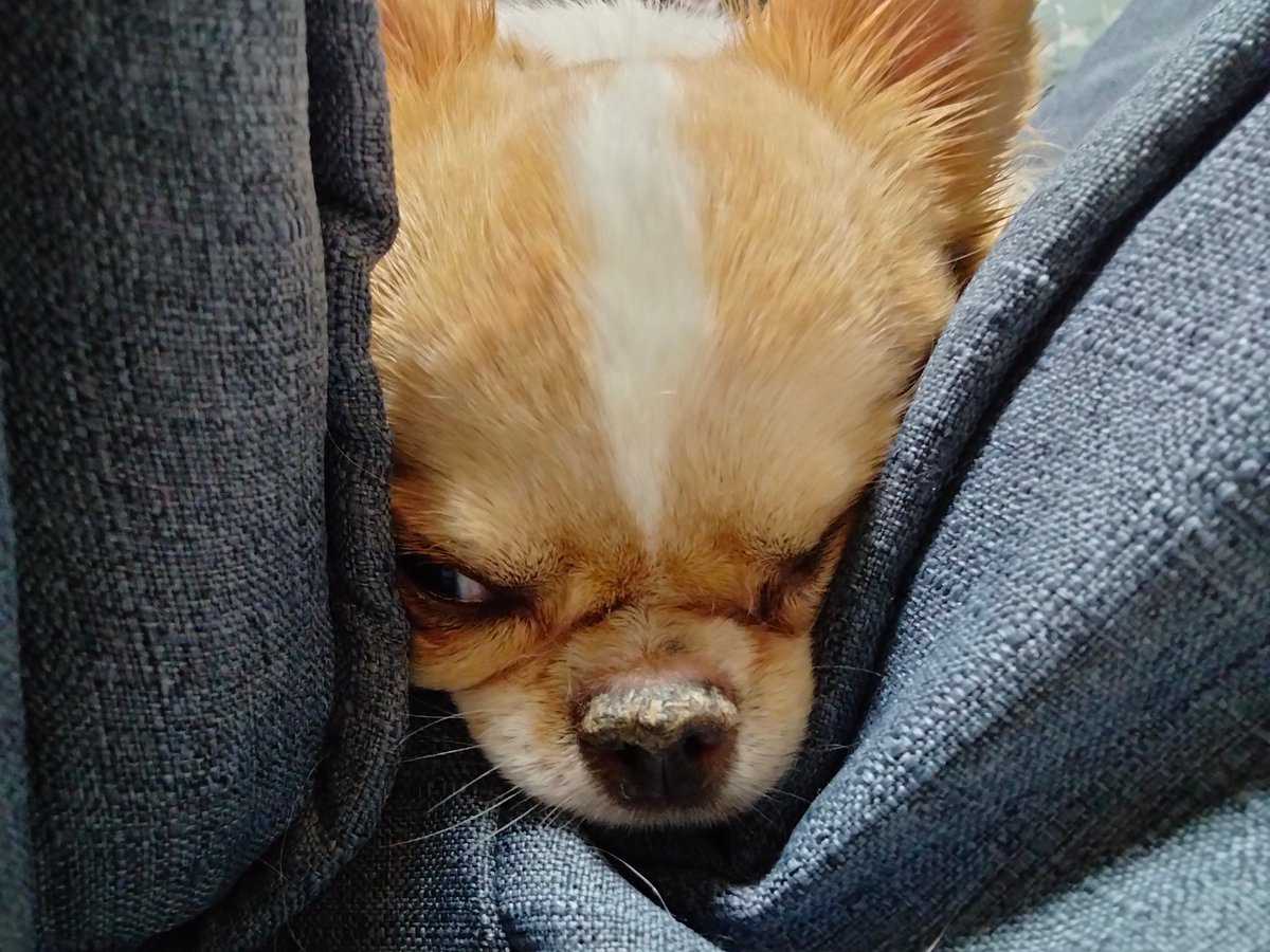 echigoyamoke's tweet photo. しゃいにんぐ https://t.co/fQwRh6DJYX