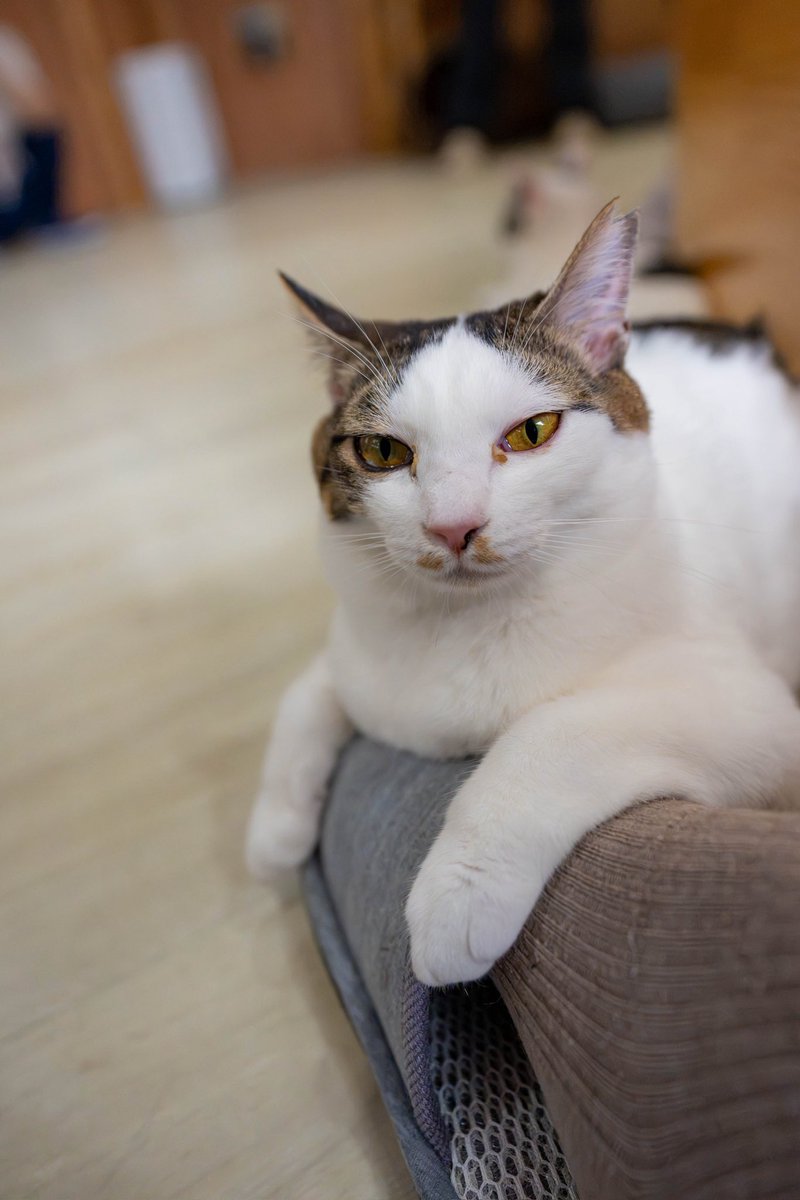 weca_G_264's tweet photo. 遊び疲れて足にもたれるもみじちゃん✨😺💤
あっという間に寝落ち😁
かわいい😍

#保護猫カフェ猫の森 #横浜市戸塚区 #東戸塚 #里親募集 #もみじ https://t.co/haJMndtIYa