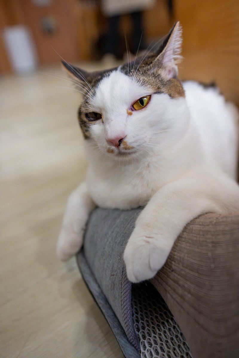weca_G_264's tweet photo. 遊び疲れて足にもたれるもみじちゃん✨😺💤
あっという間に寝落ち😁
かわいい😍

#保護猫カフェ猫の森 #横浜市戸塚区 #東戸塚 #里親募集 #もみじ https://t.co/haJMndtIYa