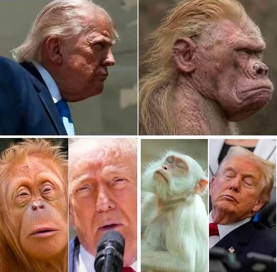 Ghostzapper0406's tweet photo. Mark Rutte is a boot licking, low life nothing burger. Rutte has eaten out Trump’s fat, cellulite ridden ass so many times his nose is permanently brown.
Sooner or later, the milk toast leaders of Europe are going to realize that genuflecting before an obese, senile octogenarian will gain them absolutely nothing constructive.