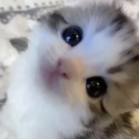 belovedkeju's tweet photo. kanan kiri kucing imut >..< https://t.co/EKDtOXvcLz