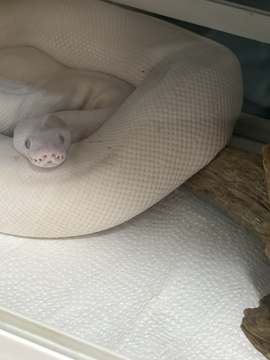 9Python0's tweet photo. ちょっと浮いてるのがいいね https://t.co/EngaxwCDNE