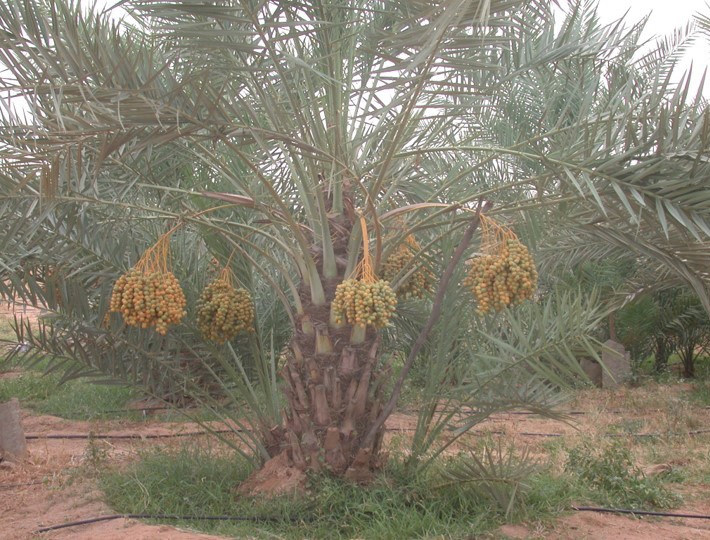 hawelti's tweet photo. Good Read - Date Palm Production in Eritrea: Current Status and Way Forward
Public Relations Office, Ministry of Agriculture

*"...Eritrea possesses an extensive coastline stretching from Ras Qeisar to Ras Dumera, providing highly suitable agro-ecological conditions for date palm cultivation. To utilize this valuable natural resource for the benefit of the people, the Ministry of Agriculture has launched a large-scale Date Palm Development Project along the coastal areas of both the Northern Red Sea and Southern Red Sea Regions. To date, approximately 50,000 date palm seedlings have been planted".

*"...The Ministry plans to significantly expand this Date Palm Cultivation Project along the Red Sea coastal areas. Under the Agriculture and Food Development Strategy, the objective is to increase the number of planted date palms to approximately one million trees by 2030–2031. Successful implemen­tation of this program will substan­tially increase domestic date produc­tion and enable Eritrea to become a recognized producer of quality dates while generating considerable environmental and socio-economic benefits".

https://t.co/0XGC6ktFiB