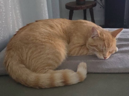 MissingTarn81's tweet photo. 08.07.26 Perdu jeune chat roux à Moulayrès. "Aldo". Pucé. Contact : https://t.co/fw5IxHWPpY #Tarn https://t.co/Qx6iE09UcG