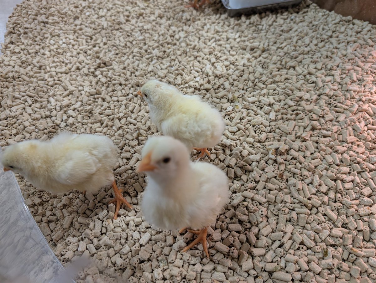 wakutine's tweet photo. うふ、うふ、うふ https://t.co/SCAP7lGLhd