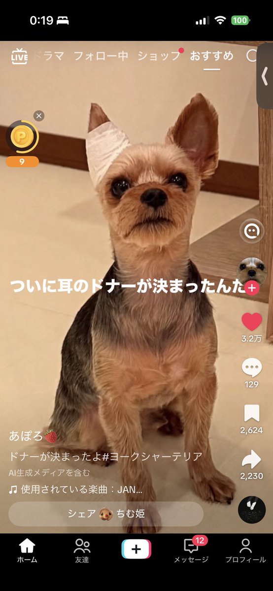nlxvwy's tweet photo. このミーム好きで飛ばさず見るんだけどドナー元が4匹出てきて大笑いしちゃったし、オチは想像通りでまた大笑い https://t.co/tmLsT1B76g