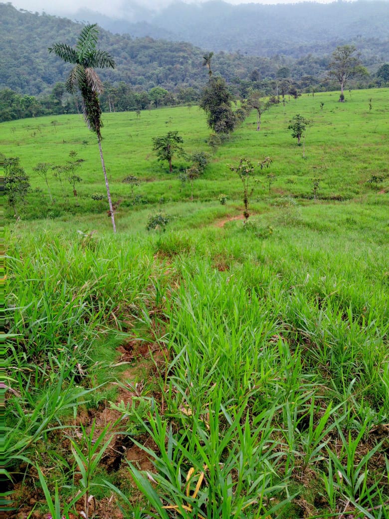 ElvisRubioR's tweet photo. Vendo 3 lotes de terreno de 15 hectáreas cada uno.
excelente tierra agrícola, con potreros para ganadería.
Ubicación: Cantón Camilo Ponce Enríquez, a 20 minutos de la Vía Guayaquil Machala, frente al cantón Balao.
Precio: 75.000 USD. cada uno, negociable. 
cell. 0999666645 https://t.co/fJCuxVtZQX