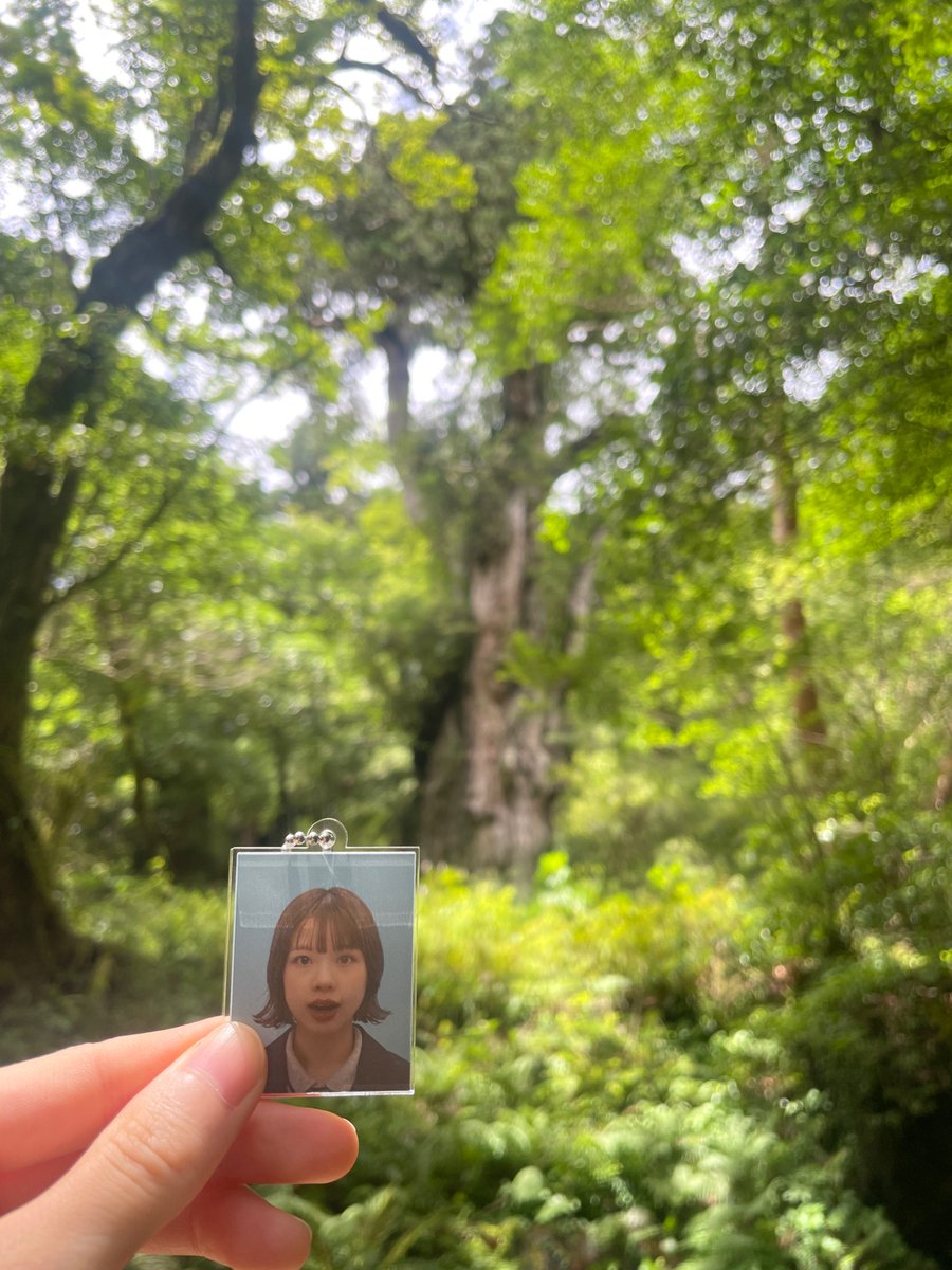 ikmin15's tweet photo. 屋久島1人旅🥾✨

世界遺産登録エリアにある縄文杉！！！とasmiちゃん

縄文杉本当に神々しかった〜👀
自然いっぱいの中でパワーチャージしてきたよ☔️🌈🌳

気づけば旅行に行く時は必ずasmiちゃんのグッズを沢山鞄に忍ばせてる🧳🤭最終日は特にasmiちゃんずくしでした🥰 https://t.co/qZ0V2cesf1