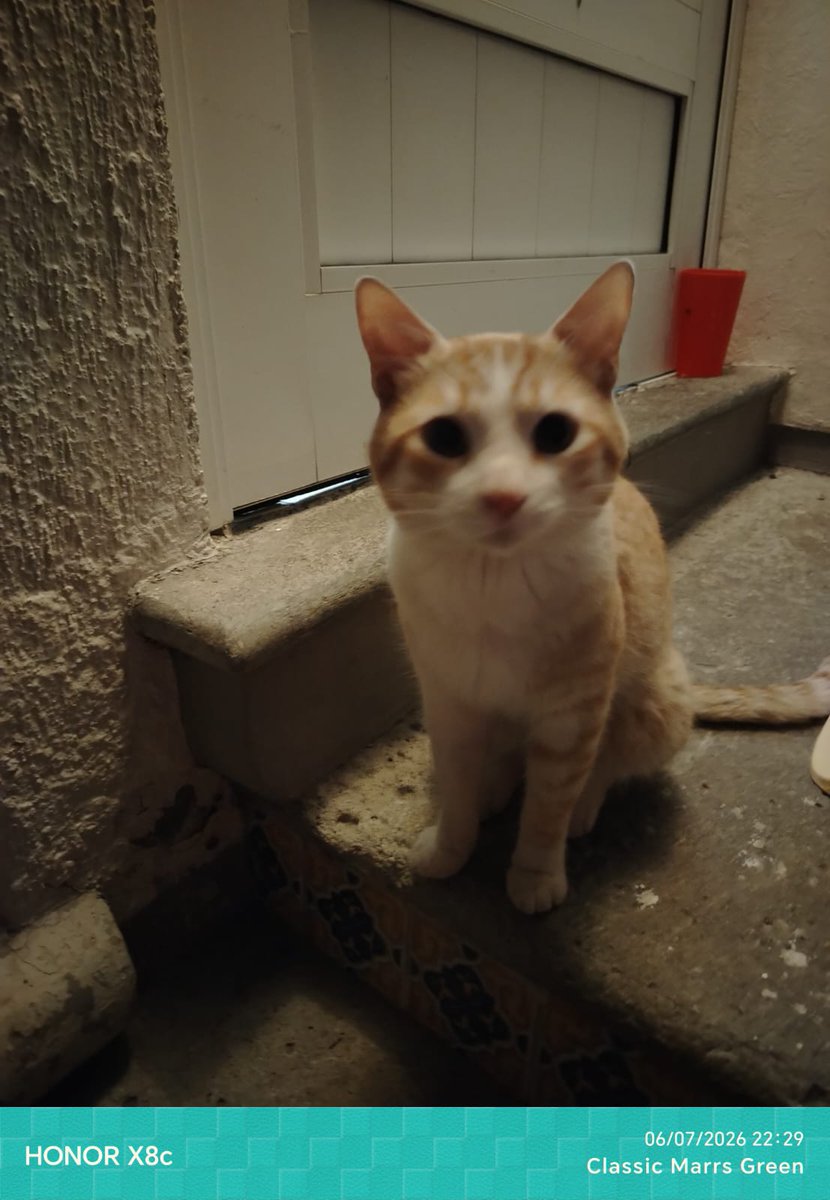 ile0719's tweet photo. Amigos me urge hogar temporal para Mateo (7-8 meses)en lo que consigo el recurso para ingresarlo al albergue ⚠️ por favor!! Ya tengo dos vecinos enojados porque busca resguardo en sus cocheras. Y son vecinos muy intolerantes ya ayer lo mojaron.

Mi lugar de rescates es mi baño y es donde de momento duerme Lolita. Y la vecina que le está echando un ojito y le acerca la comida en su cochera tiene seis perros. Me temo lo peor con estos dos vecinos.