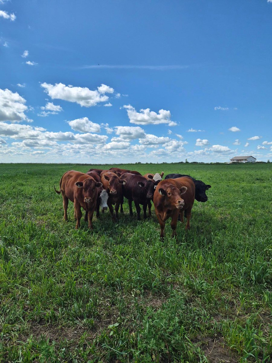 DrBart_Beef's tweet photo. SM Ag Research Field Day St Brieux SK #AppliedBeefForageResearch #LardnerLab2026 #AlfalfaPasture #CicermilkvetchPasture #GrazingResearch https://t.co/9Y91NmeOlA
