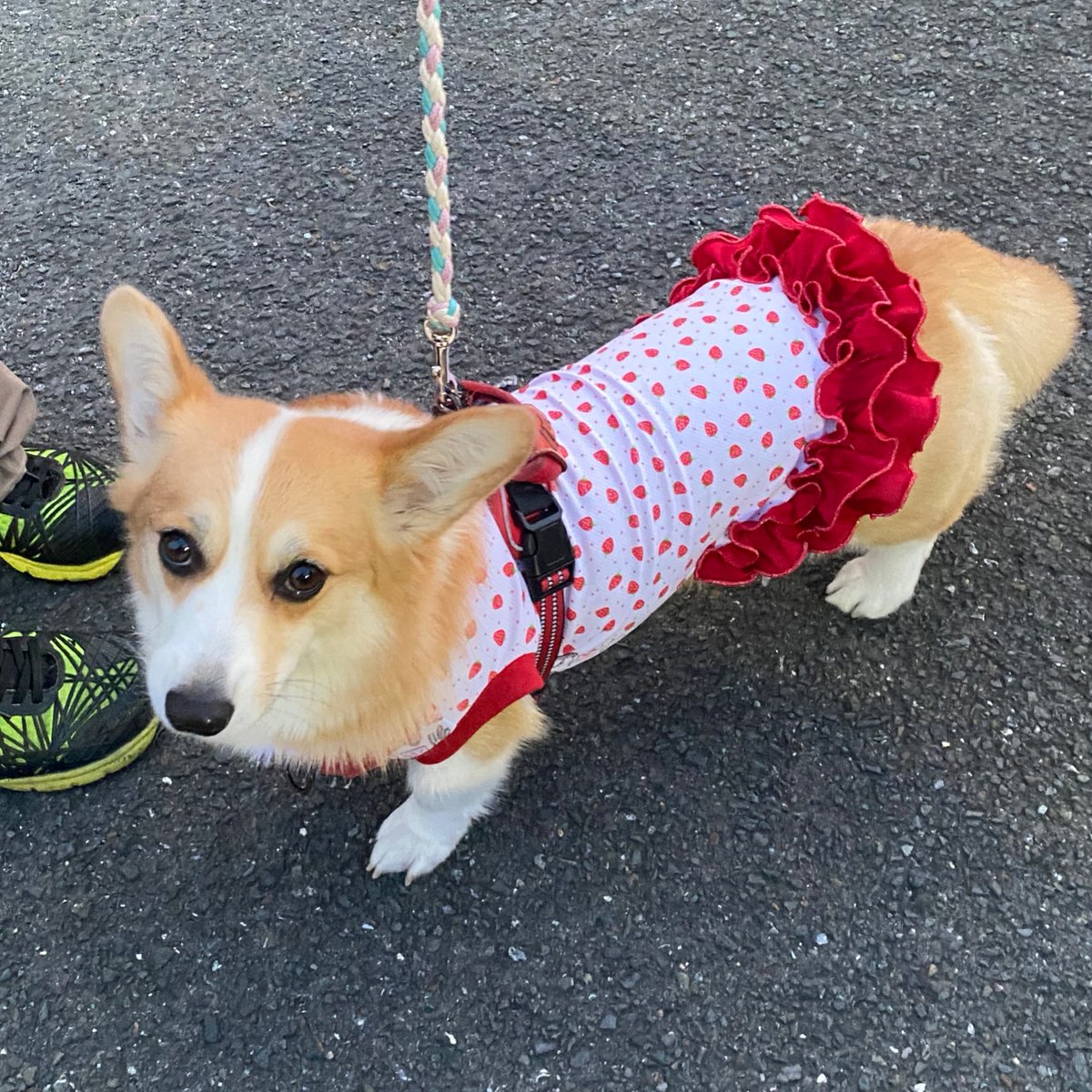 a2gama's tweet photo. こんばんは🌙.*·̩͙あすみです🐾
⁡
㊗️うちの子記念日🎉(7/8)
うちに来てまる3年！
早いよね〜✨
今年はいちごのお洋服をプレゼント- ̗̀🎁 ̖́-
昨日は七夕でお洋服プレゼント🎋
2日で2着もプレゼントしてるわ🤣

ラメラメの2段フリフリ
むっちゃ可愛いやん♥️
⁡ https://t.co/jJBeaC1gkA