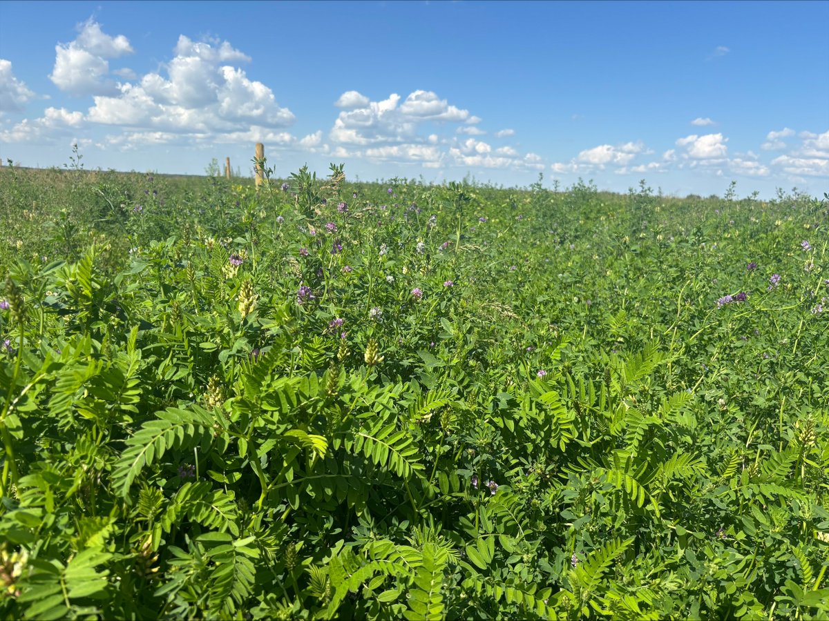 DrBart_Beef's tweet photo. SM Ag Research Field Day St Brieux SK #AppliedBeefForageResearch #LardnerLab2026 #AlfalfaPasture #CicermilkvetchPasture #GrazingResearch https://t.co/9Y91NmeOlA