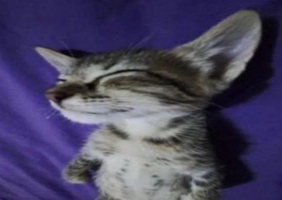 theokalright's tweet photo. @bunn____ribbon @TheFerydra You genuinely sound like an awful fucking person to be around if thats your earnest opinion LMAOO https://t.co/kI42ppHx4h