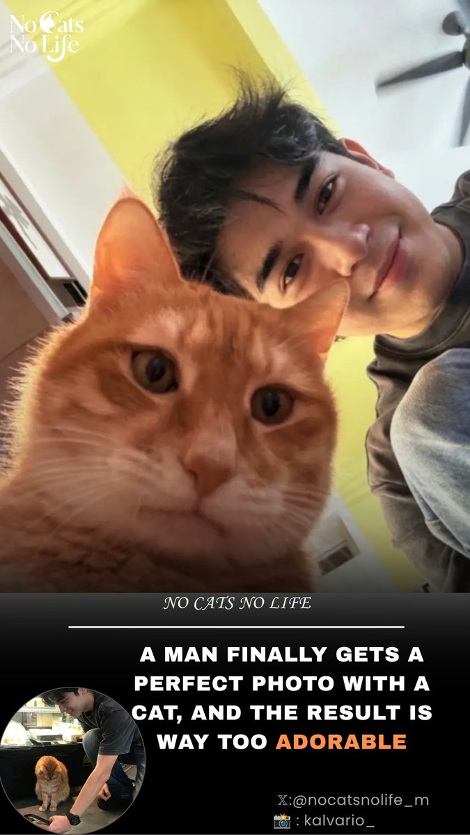 NoCatsNoLife_m's tweet photo. So adorable 🥹🧡 https://t.co/1KTtZ4fEx6