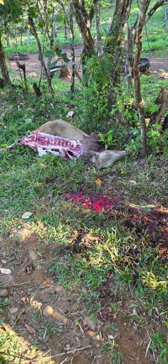 BarriosDurospty's tweet photo. Imágenes fuertes. Un chiricano cansado del cuatrerismo pregunta ¿para qué gastamos millones  en drones y seguridad, si ni siquiera pueden capturar a  los cuatreros que  han pelado 5 vacas en en El Roble de Boquete?. @policiadepanama @senafrontpanama @MinSegPma https://t.co/dLWMRQzOgN