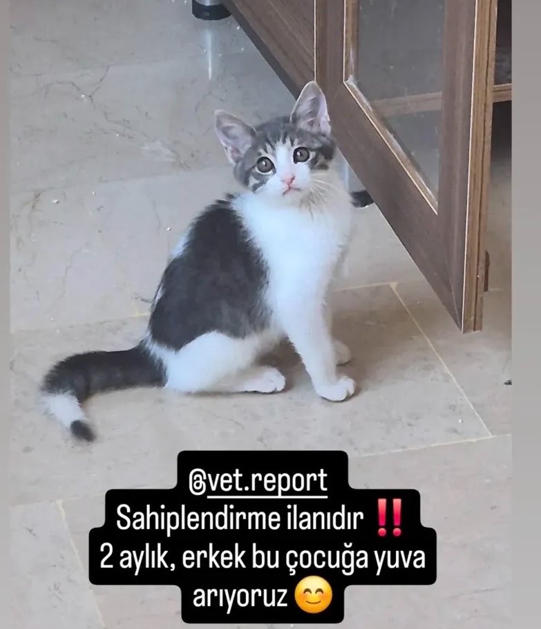 askvemeowmeo's tweet photo. tipsiz iyileşti, 2 aylık oldu bile 🧿

ankara’da bu gariban çocuğa yuva olmak isteyen var mı? https://t.co/nOMjqShL4s