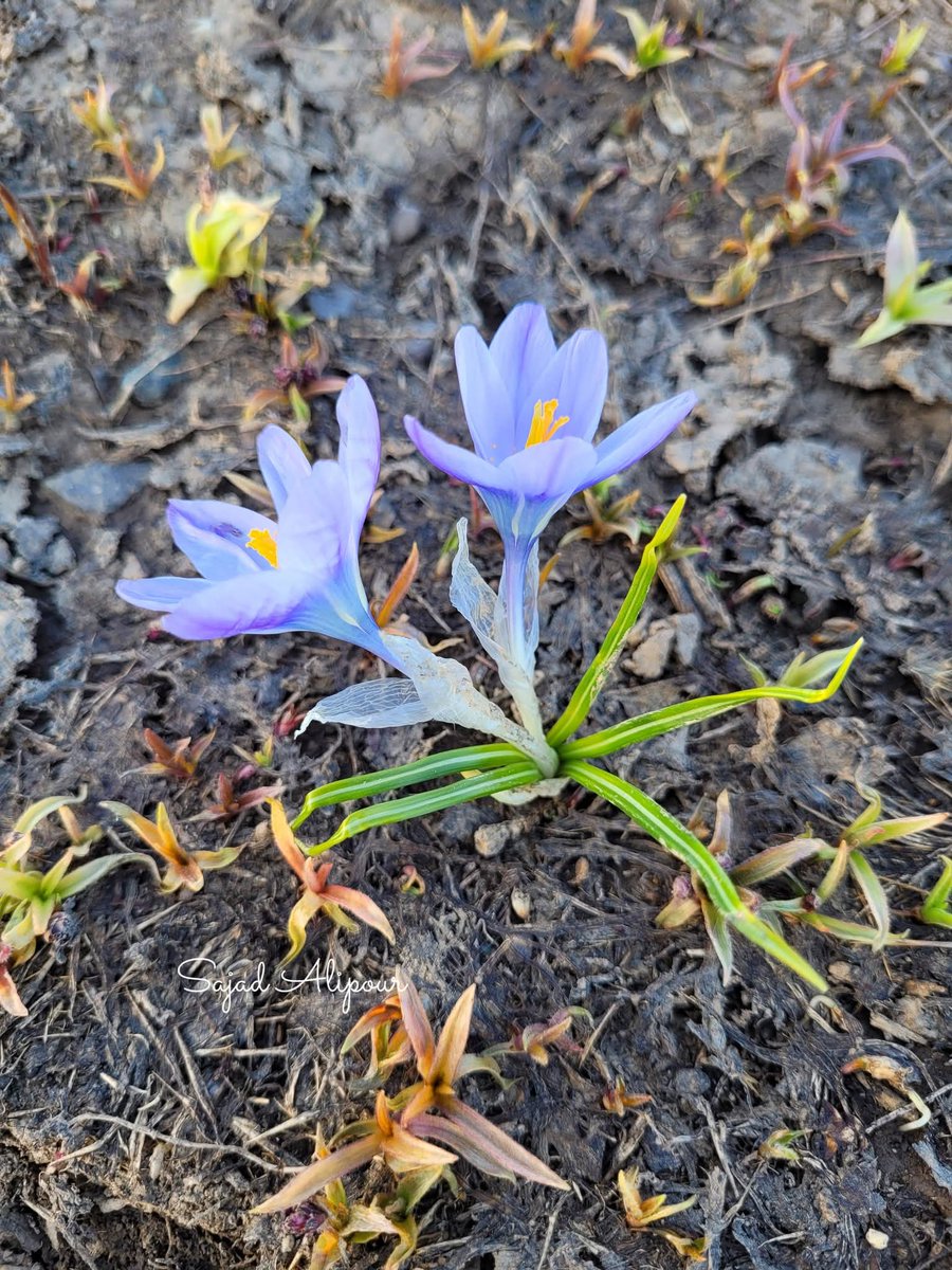 SajadAlipour98's tweet photo. Crocus dolatyarii Rukšāns 
Iridaceae 
West Azerbaijan, Iran
25th June 2026
Elevation 2800m
#Crocus #Iridaceae #wildflower https://t.co/SMDRe7KG94