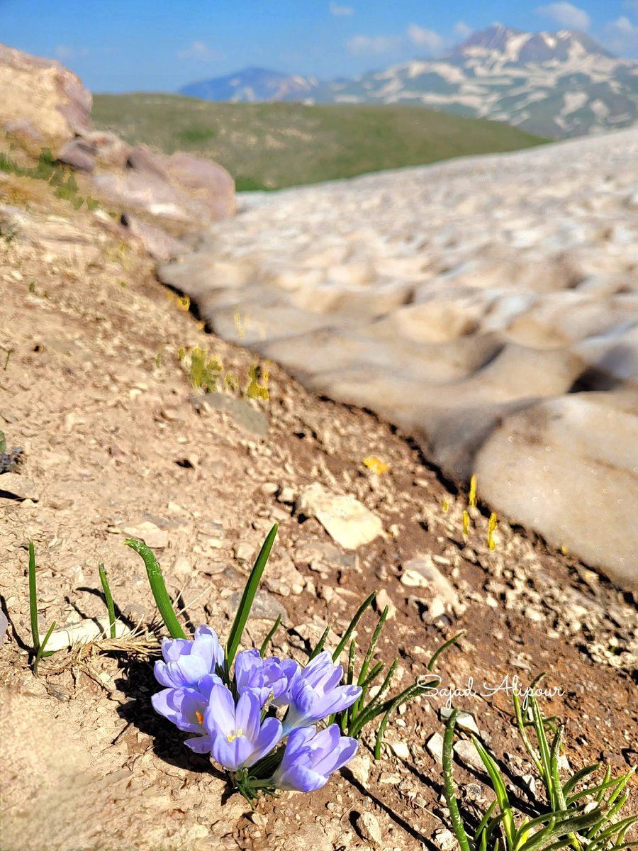 SajadAlipour98's tweet photo. Crocus dolatyarii Rukšāns 
Iridaceae 
West Azerbaijan, Iran
25th June 2026
Elevation 2800m
#Crocus #Iridaceae #wildflower https://t.co/SMDRe7KG94