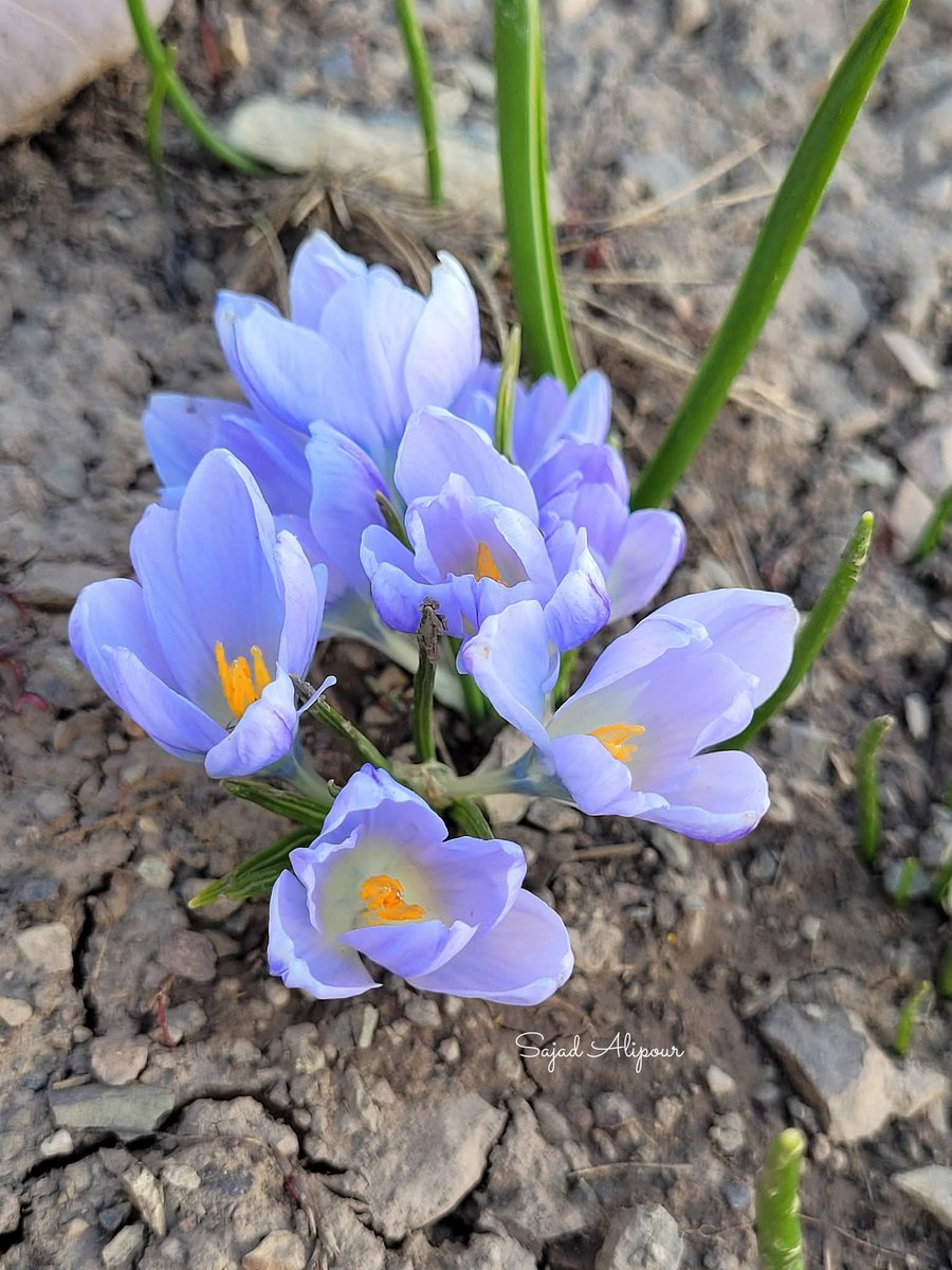 SajadAlipour98's tweet photo. Crocus dolatyarii Rukšāns 
Iridaceae 
West Azerbaijan, Iran
25th June 2026
Elevation 2800m
#Crocus #Iridaceae #wildflower https://t.co/SMDRe7KG94