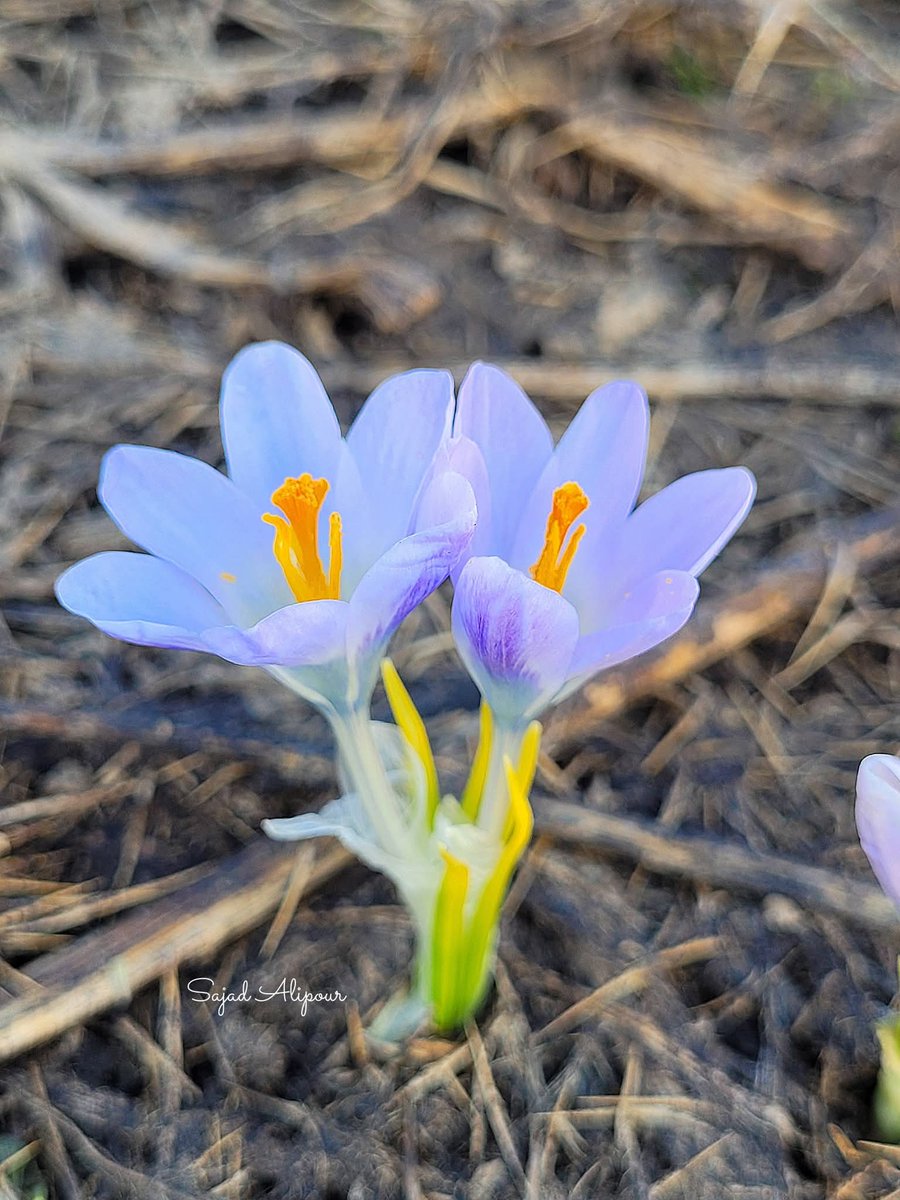 SajadAlipour98's tweet photo. Crocus dolatyarii Rukšāns 
Iridaceae 
West Azerbaijan, Iran
25th June 2026
Elevation 2800m
#Crocus #Iridaceae #wildflower https://t.co/SMDRe7KG94
