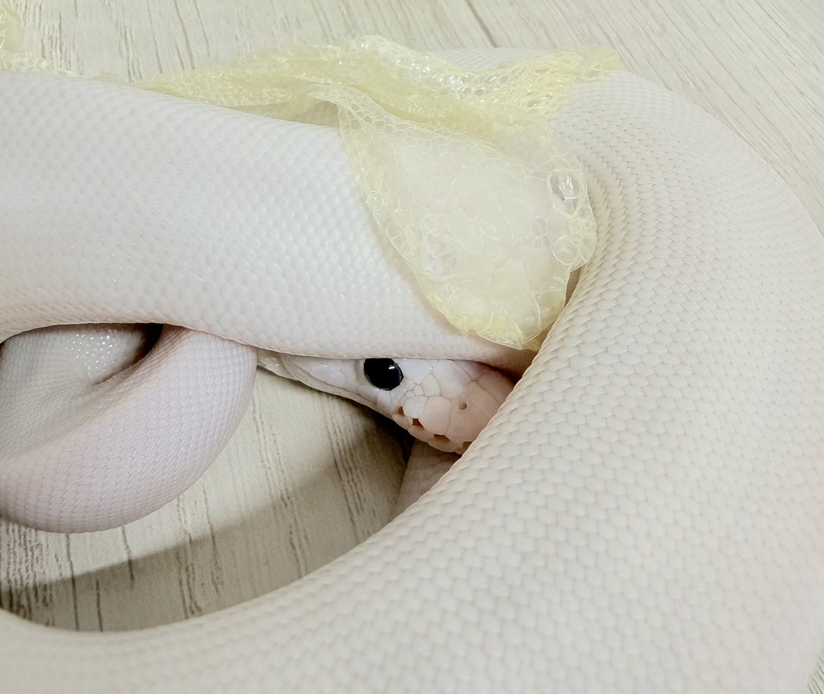 ChumuBall's tweet photo. ぴ🐍✨
#ballpython #ボールパイソン https://t.co/lXfM82QC1L