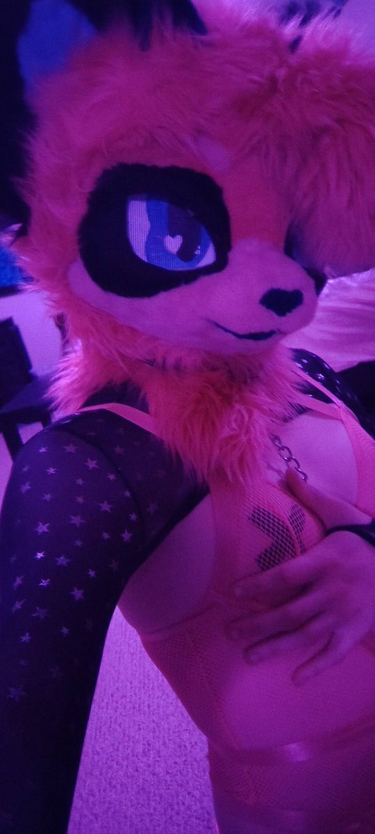 PrimsaticRose's tweet photo. Kitty ready for a walk >;3 now who wants to tug on my leash https://t.co/tEh3LeNrFO