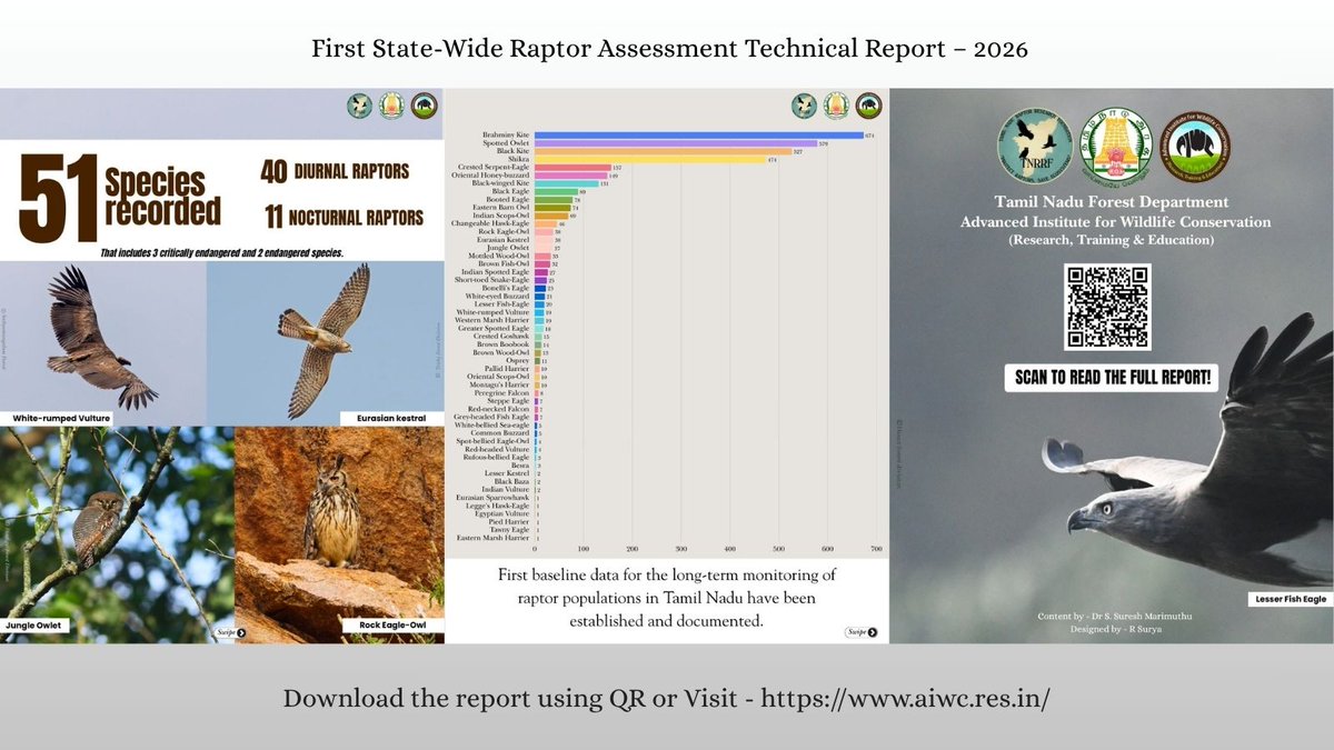 Aiwcrteofficial's tweet photo. Focus on the big numbers. "Tamil Nadu establishes its first state-wide baseline data for long-term raptor monitoring! 51 species recorded including 3 critically endangered birds of prey.🦅 https://t.co/O2YNRs3mEO