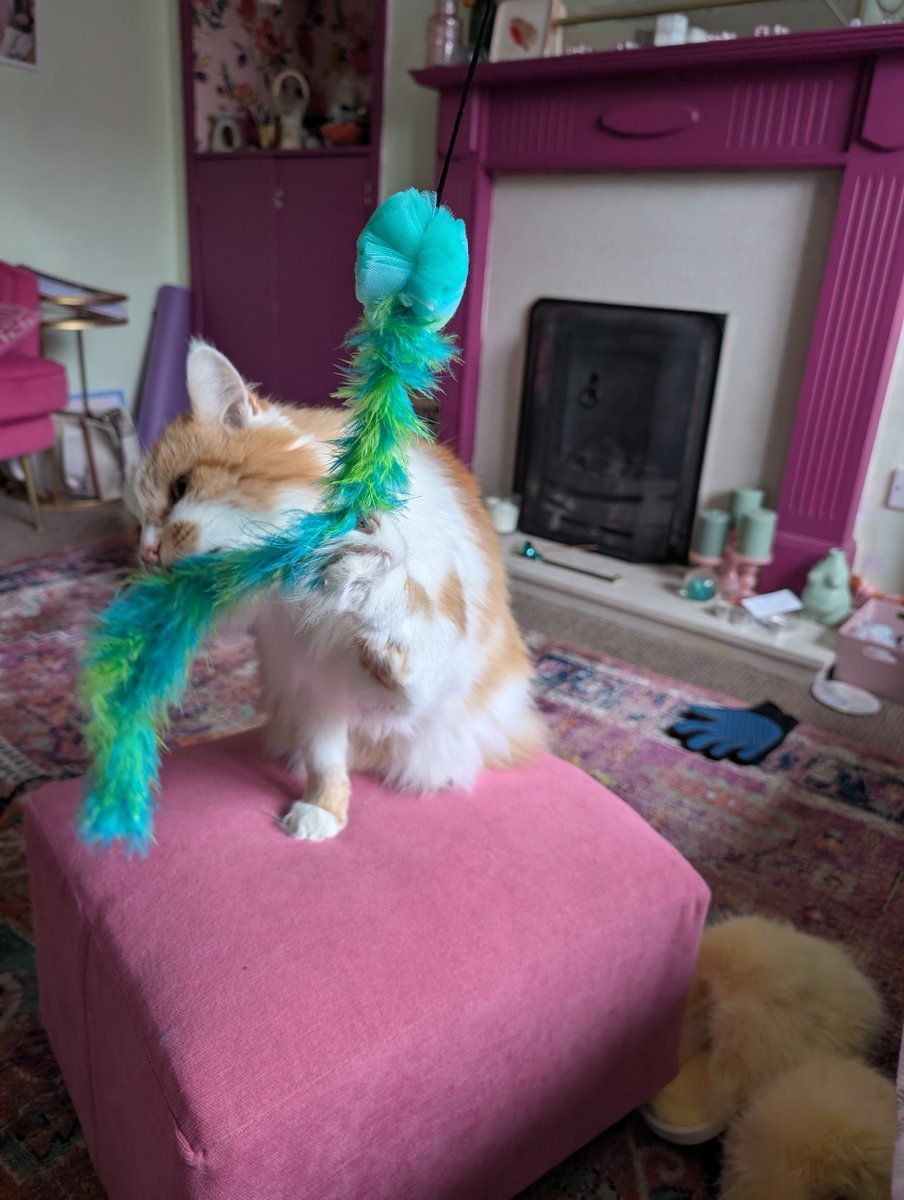H2RScotland's tweet photo. Beautiful Buddy is gorgeous isn't he?
He is available and looking for a new home.
Buddy is 9 years old. He is a house cat and prefers a nice quiet home.
A home with no kids is best for this lovely lad. He won't tolerate other animals.
Buddy is chipped and neutered. He is also healthy with no issues.
Do you think you can offer Buddy a lap to cosy up on?
For more information please email info@help2rehome.com
Sorry, we are unable to accept messages to the page.
If you need help to rehome in Scotland, give us a call on 0330 133 4594 or email info@help2rehome.com
