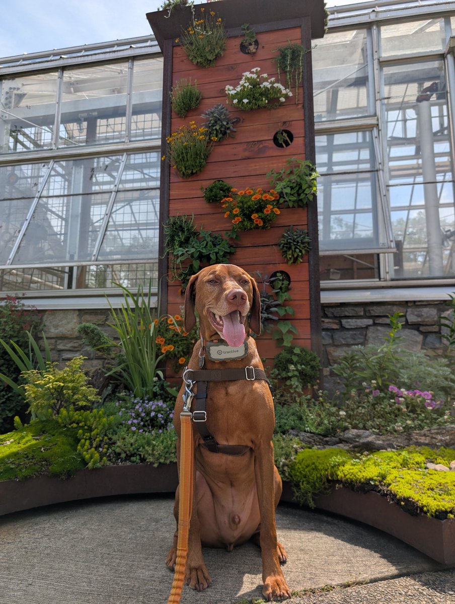 IntrepidPup tweet picture