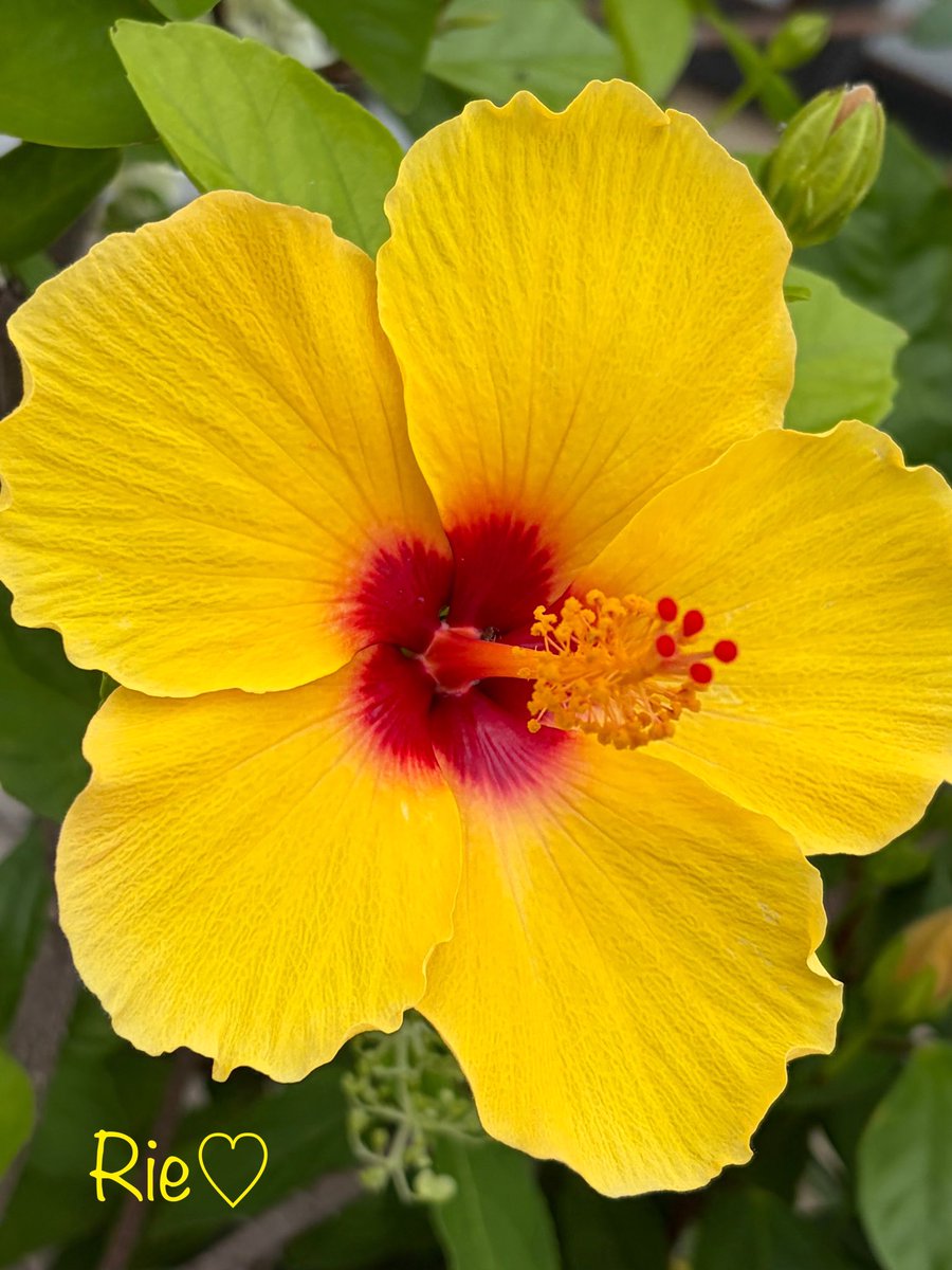 おはようございます🌺*ˊᵕˋ*🌺 小さな幸せに気づける穏やかな 1日に