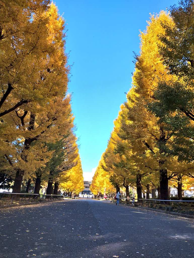 Japanrailway_s's tweet photo. 今日の朝・投稿写真は
神奈川県横浜市港北区にある
慶應義塾大学日吉キャンパスの
いちょう並木
この場所は東急線日吉駅の目の前にあり
この季節になると沢山の方が写真などを撮りに来ます。
 #さくらはやての写真 https://t.co/8s8MibXUVm