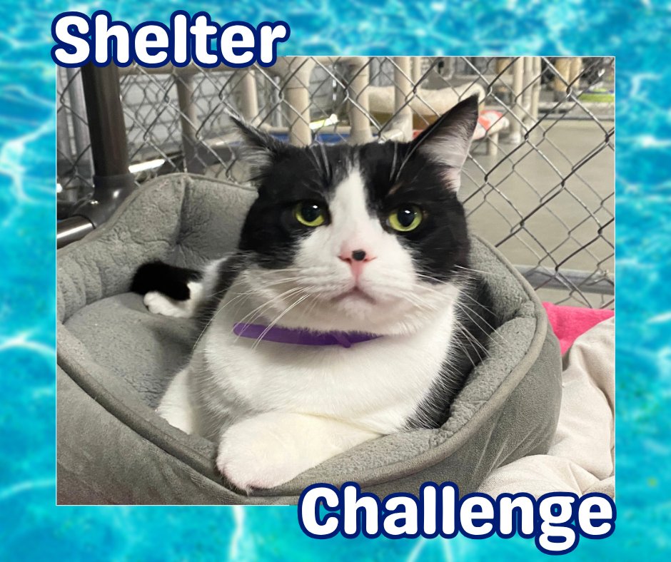BlindCatRescue's tweet photo. Rays of Hope Shelter Challenge is here! 🐾 Vote for blind, FELV+, &amp; FIV+ cats—it's free &amp; quick! Daily votes help them win! 😺 🐾

🔗 VOTE: https://t.co/TUJ1hdzq1Y
📧 Need a reminder? Email: blindcat@blindcatrescue.com

Thank you so much for helping the kitties! 💙 https://t.co/lmVnSmCKgM