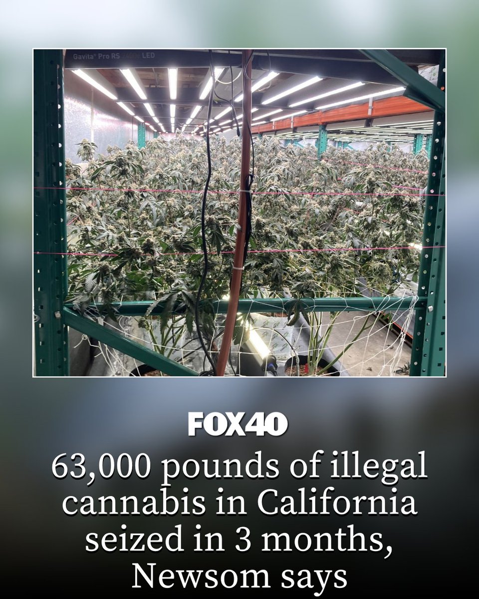 FOX40's tweet photo. California’s Unified Cannabis Enforcement Task Force has seized more than 63,000 pounds of illegal cannabis in just three months.

Read here: https://t.co/V5mCSwRgyw https://t.co/9A1UIYcGGo