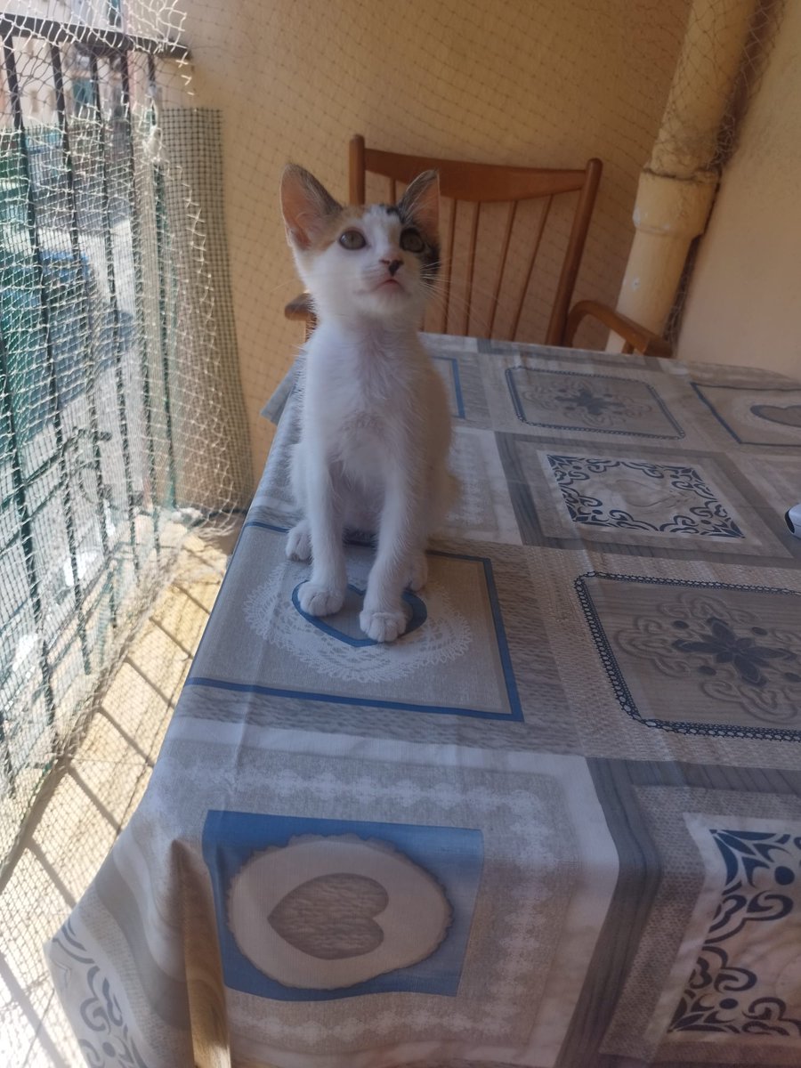 4catsVLC's tweet photo. Halley es esta diminuta gatita de colores, descarada y juguetona.

La rescatamos para darle la oportunidad de crecer en un hogar. Halley necesita una familia definitiva.

Tiene 2 meses y poco.

Está en #Alicante pero puede viajar, todo es hablarlo.

Contacto 600 24 27 03 https://t.co/piojeeGx7m