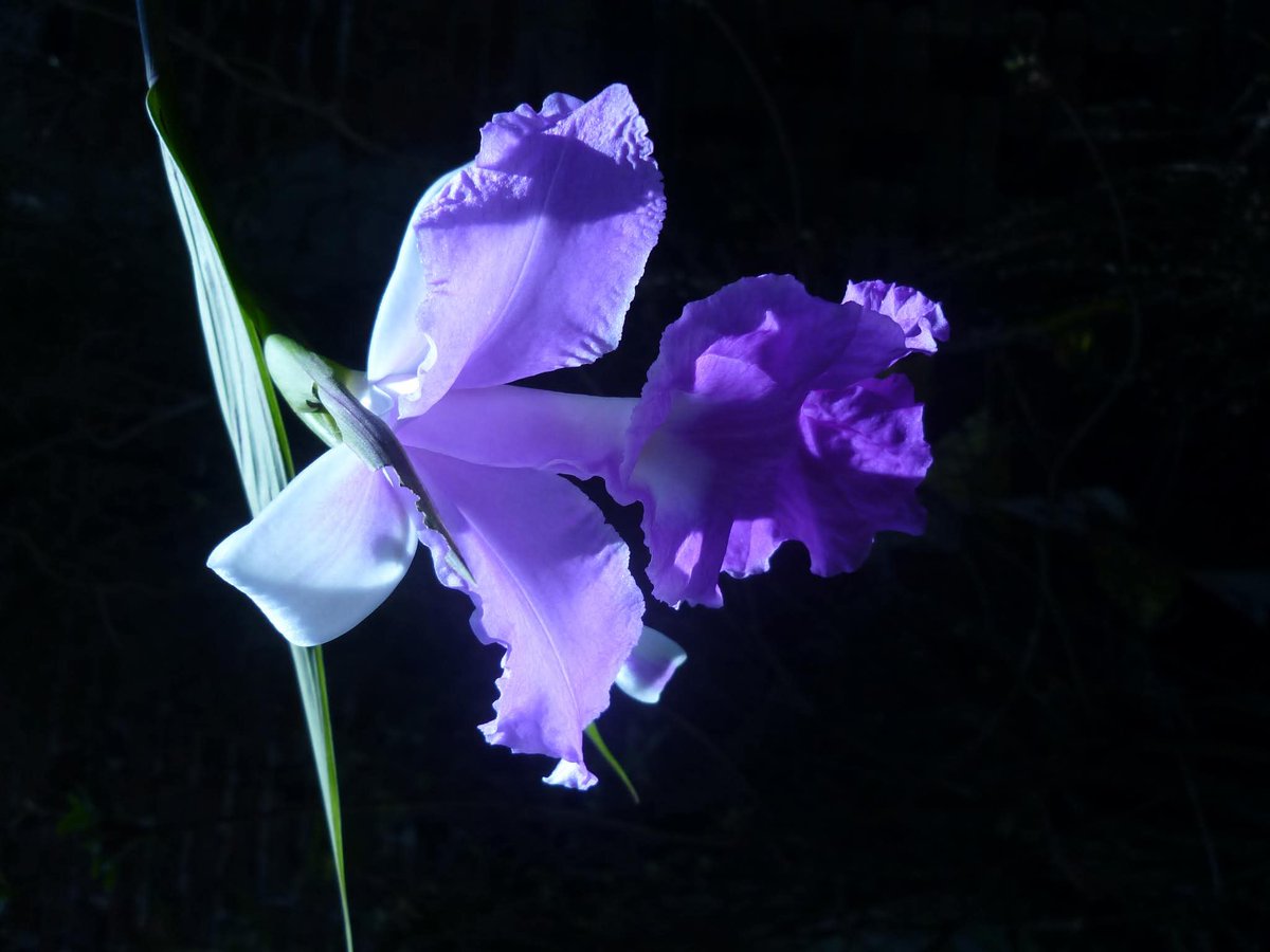 MIELBETA's tweet photo. Mi flor https://t.co/farpy1EjG1