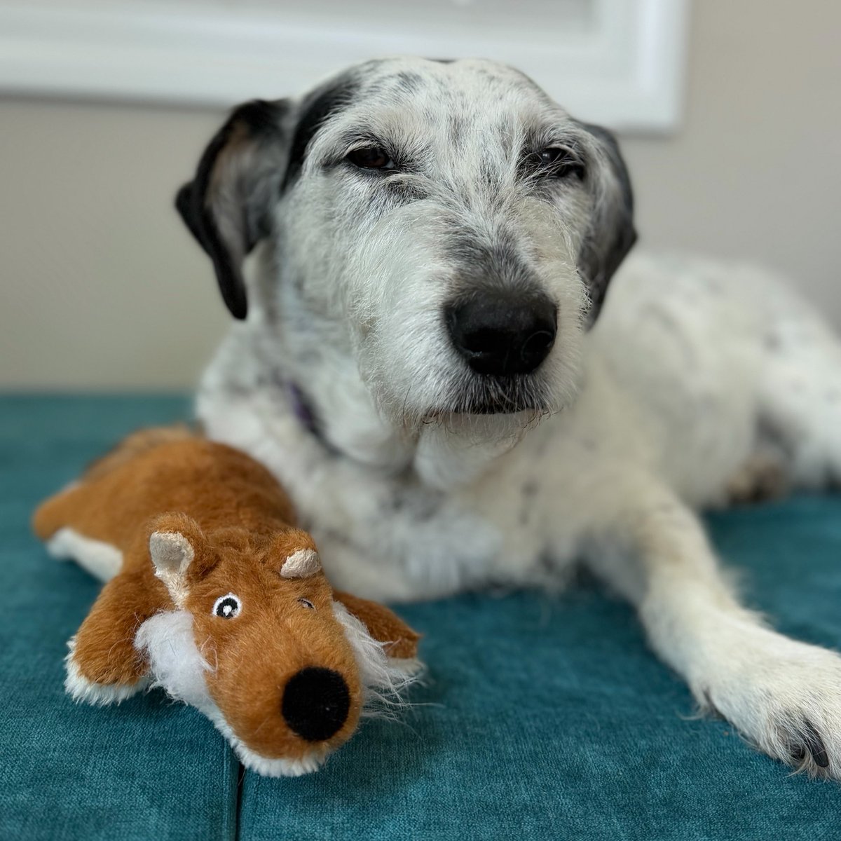 Penny_Lane_Pup's tweet photo. 🚨Emergency🚨
Our frens at Anderson County PAWS are completely out of stuffed frens fur da 170 dogs in their care 😭😭😭

Momma spoke to dem today and we made a list of toys to get shipped directly to dem! 

Would you consider helping dogs in need have a wittle joy in their day?
https://t.co/tP5obxG00E