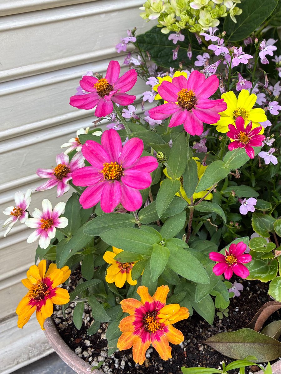black0710228's tweet photo. #私の_世界に一つだけの花 https://t.co/EqeaXEPJE8