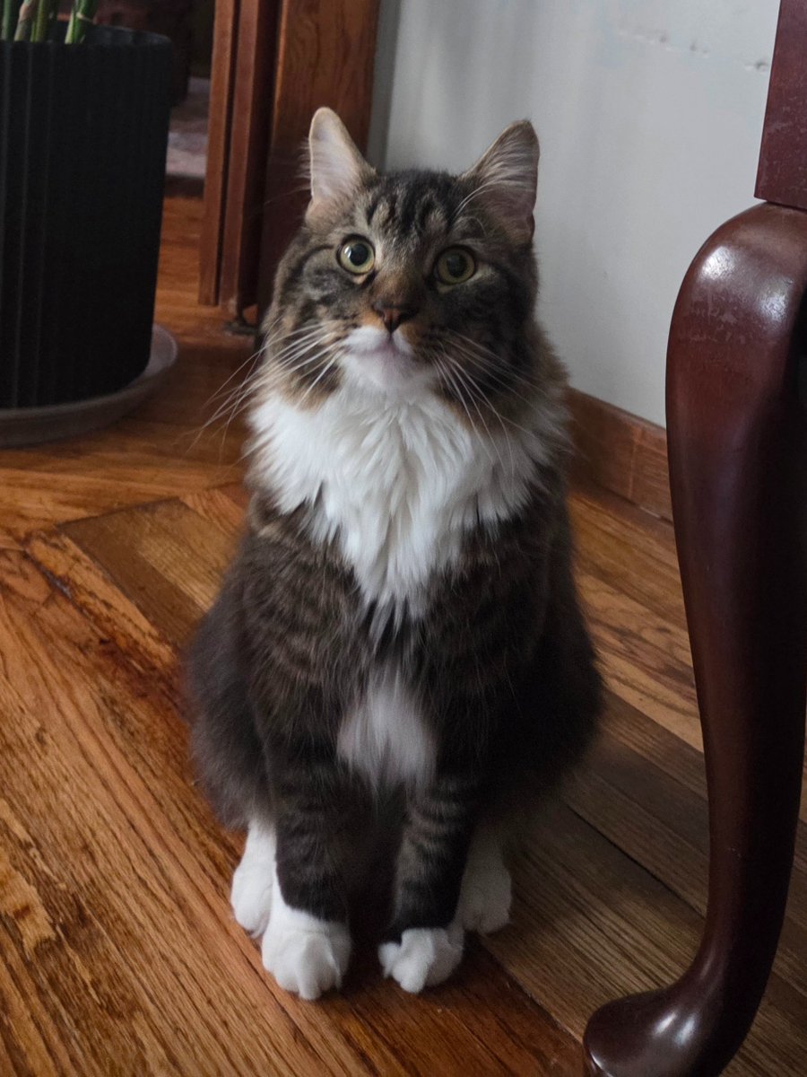 stable__genius_'s tweet photo. Happy 2nd Birthday to little Figaro!
🎂 https://t.co/xa97M2SUXF
