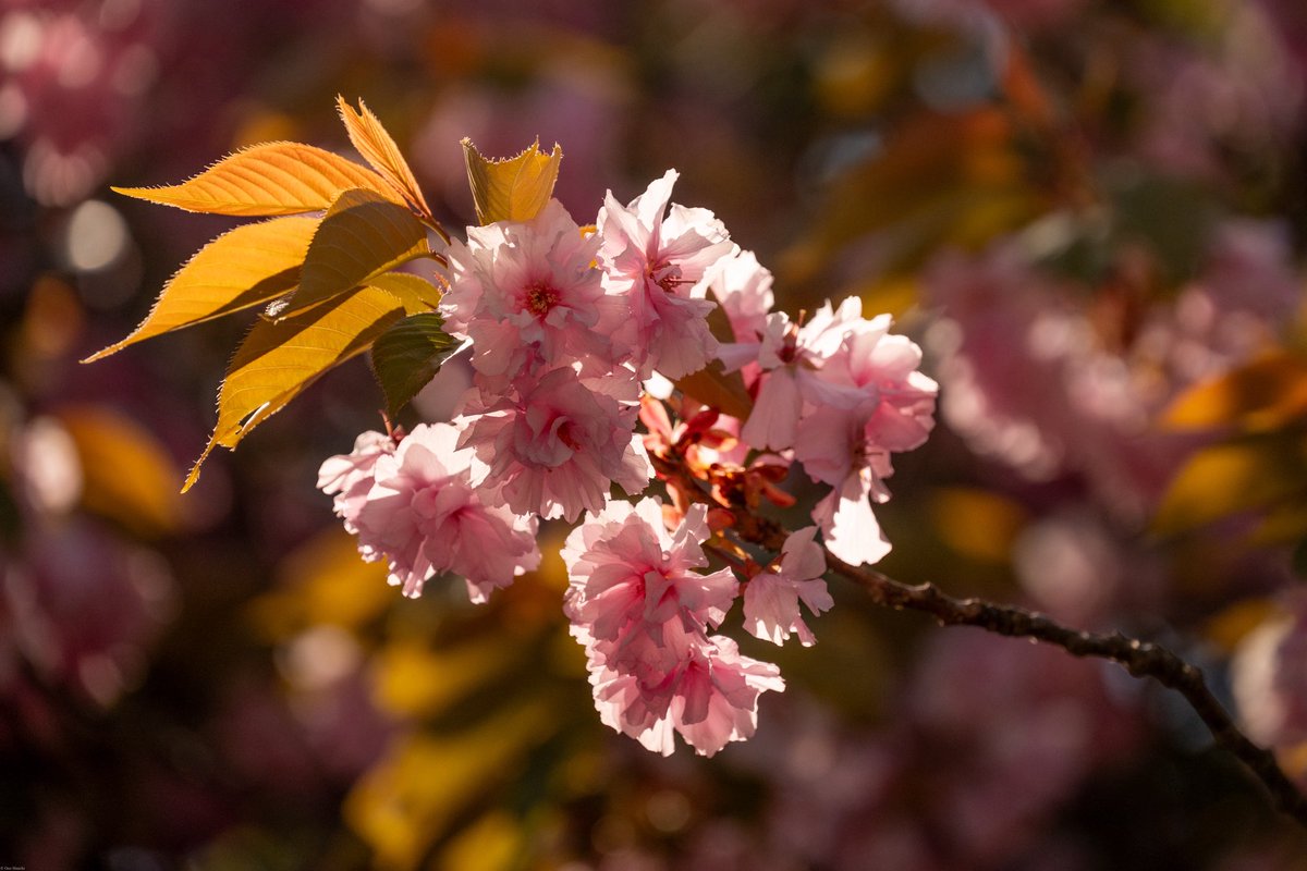 qzd13650's tweet photo. 昨日の結果と榴岡公園の八重桜(^^)
6,242steps, 4.44km, 2,269kcal, 28min, 4h13m

#fitbit #google_health
#visitmiyagi
#nikonzf
#nikkor Z 24-200mm f4-6.3 vr https://t.co/1Zl6mz600S
